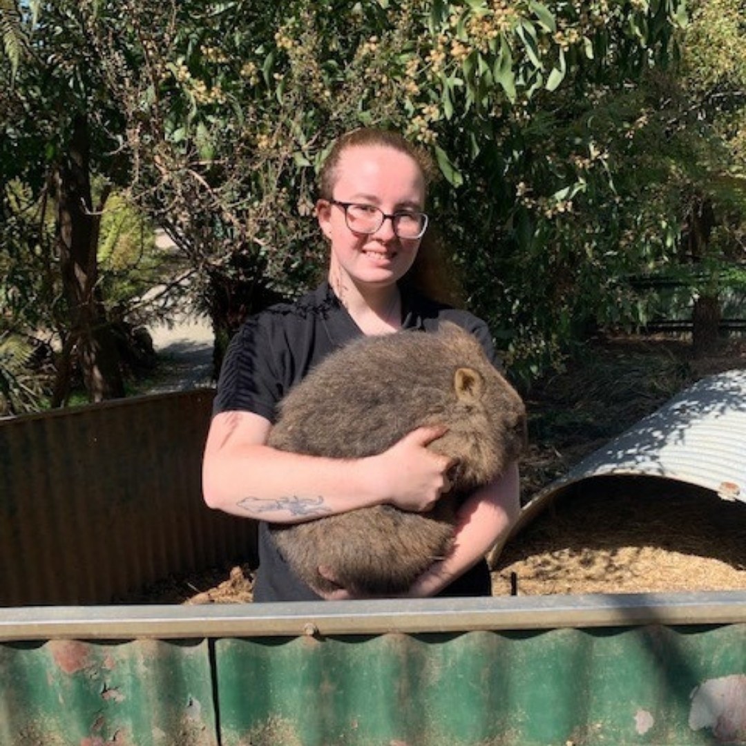 Shekana in her Wings Wildlife uniform holding a Wombat